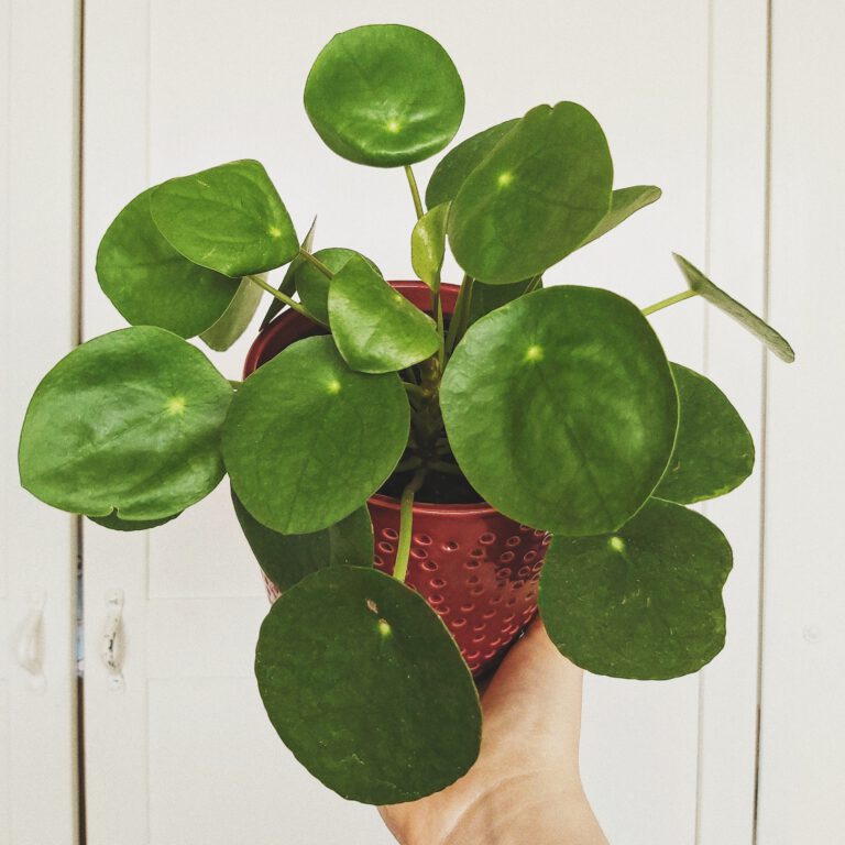 Processed with VSCO with  preset
